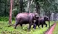 Wayanad Wildlife Sanctuary