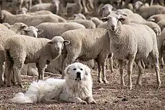 One example for Feature: Animals