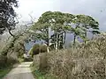Group of pines at Tremayne