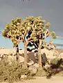 Joshua Tree National Park