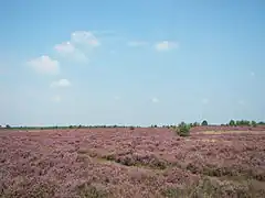 One example for Feature: Vegetation