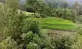 Village greenery