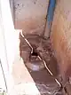 pitlatrine