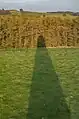Shadow of The Ducket