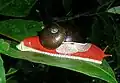 Indrella ampulla (A Snail Endemic to the Western Ghats of India