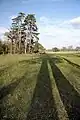 Trees and shadows in Ickworth Park