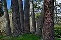 Trees in Hagley Park