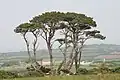 Trees near Boscawenoon Farm