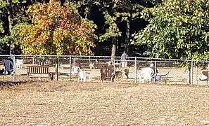 WDog park within the park