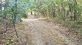 Wooded track road
