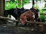 amenity=animal_hitch + pony=designated + animal_hitch=rail