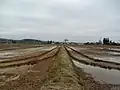 稲わらが残る冬の水田
