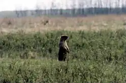 Striltsevsky Steppe Nature Reserve