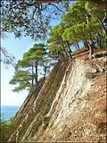 Pine Pitsunda on the slopes of the mountains by Dzhankhot