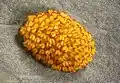 Sorus of Phlebodium aureum