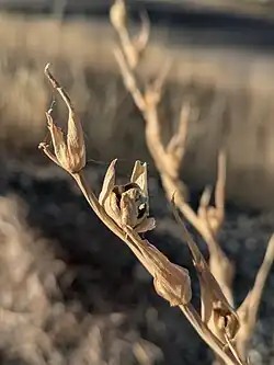 Gladiolus italicus seed capsules, Behbahan