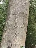 Cracked bark shape