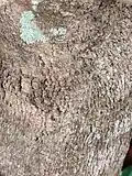 Bark