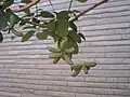 Early fruit of Akebia quinata