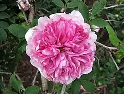 'Plena' cultivar