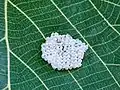 Unidentified objects on some leaves.