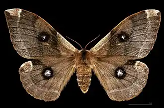 ♀