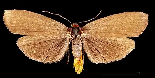 ♂