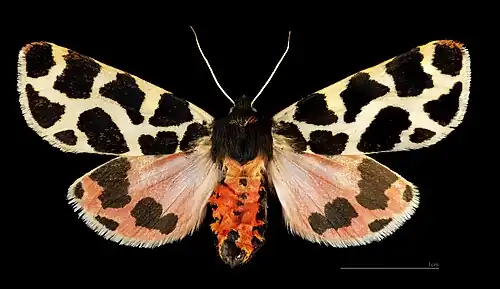 ♂
