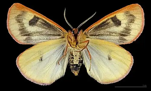 ♂ △