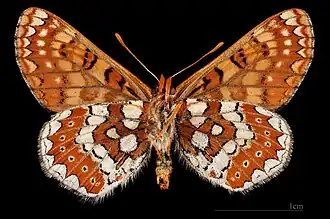 Euphydryas aurinia beckeri ♂ △
