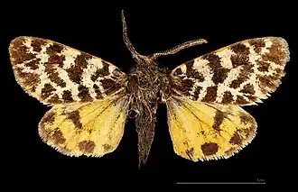 ♂