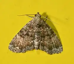 A multi-shaded brown moth with wavy patterns on its wings, black eyes and long antennas.