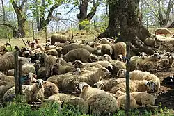 a flock of yellow-brown sheep with white faces with black markings