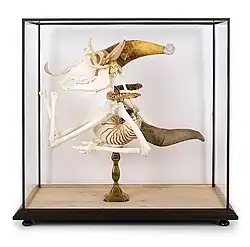 Animal-Clown, 2013
