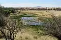 Cienequita, Las Ciénegas, southeast of Tucson, Arizona.[10] With very little incising, this is a smaller, functioning ciénaga. (2012)