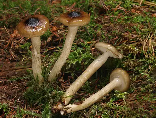 H. olivaceoalbus
