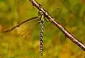 Aeshna cyanea