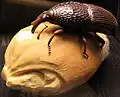 Wheat weevil (1940, 50:1 scale)