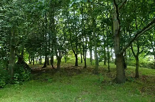 Repository Woods (2015)