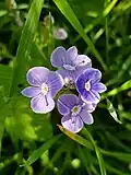 Speedwell; Veronica spp.