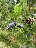 Dark purple one-year old cones, and a light brown open cone from the previous year