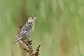Juvenile. Connecticut, USA