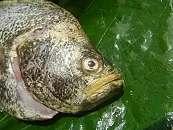 Head