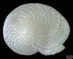 Foraminifera Heterostegina depressa, field width 4.4&nbsp;mm