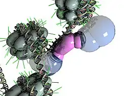 NRSF bound to DNA and cofactors on each of its two cofactor binding domains
