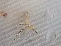 Pnigomantis medioconstricta L3 molt