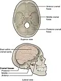 Superior view and lateral view.