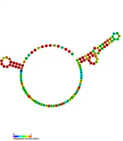 ALIL pseudoknot