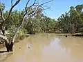 Moonie River in flood downstream (2021).