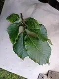 Short shoot